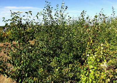 Night North area in 2007 with thick vegetation